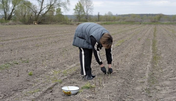 Квітневі морози на Черкащині знищили спаржу: фермери фіксують втрати врожаю і грошей