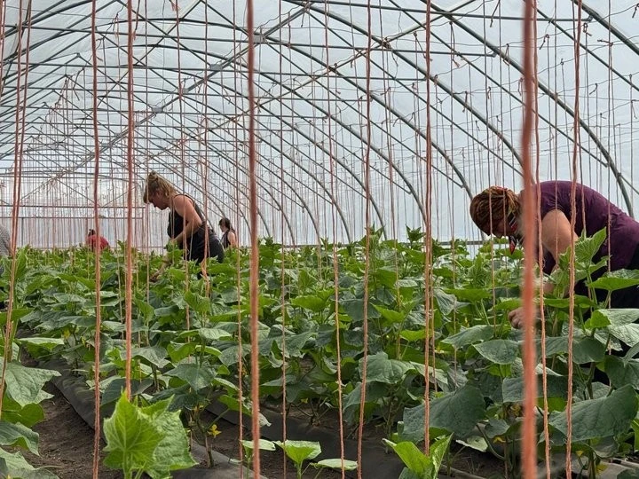 Черкаський аграрій масштабує тепличне виробництво коштом державної підтримки