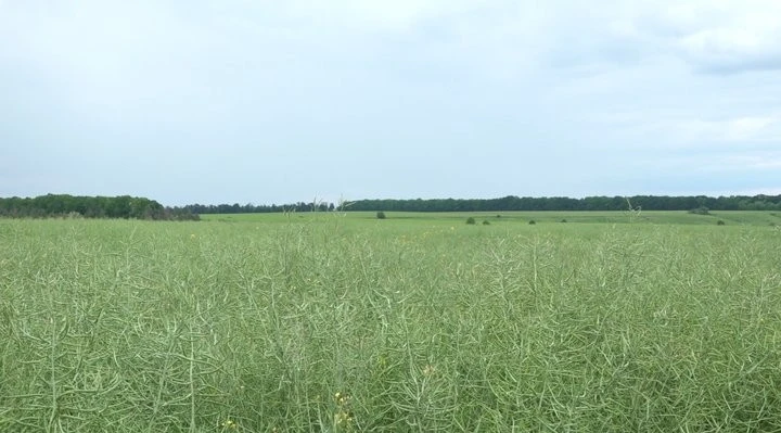 Чому черкаський ріпак масово вивозять на експорт
